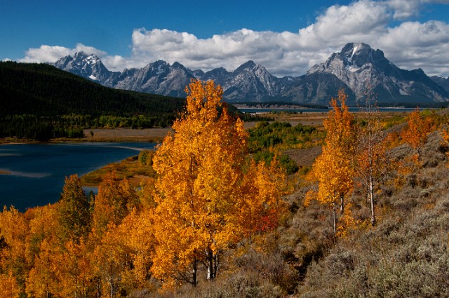 Aspens - Tetons 7532.jpg